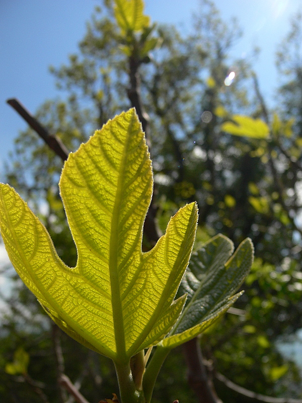 fig tree.
