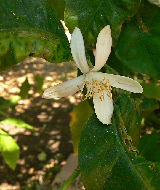 orange-tree blossom