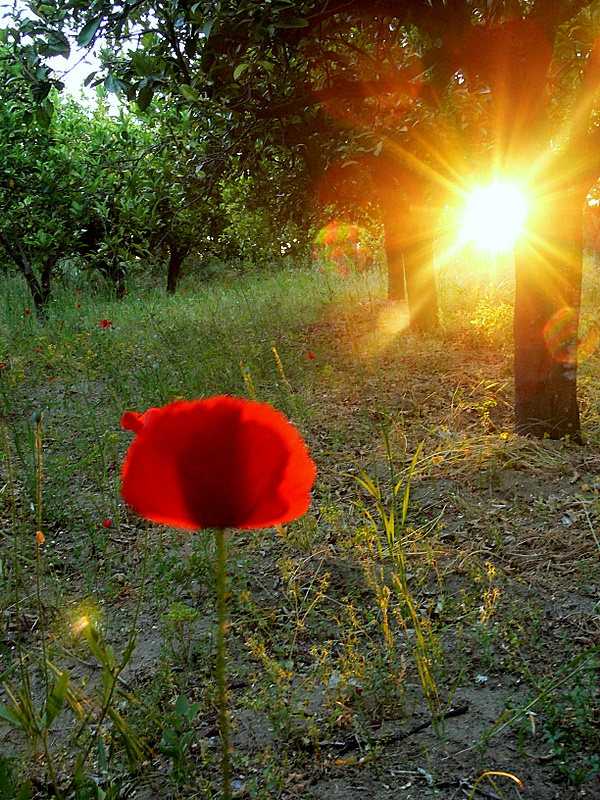 Sicilian sunset