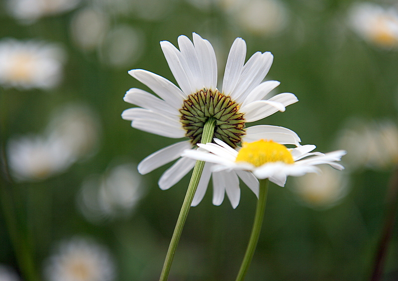 marguerites