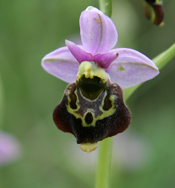wild orchid