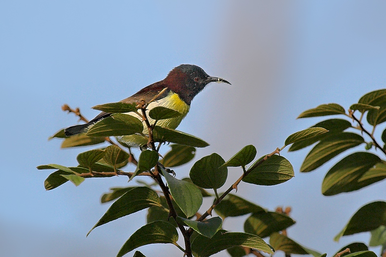 Purple-rumped Sunbird