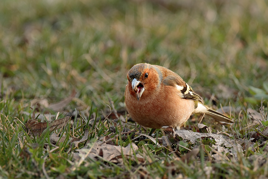 European Chaffinch