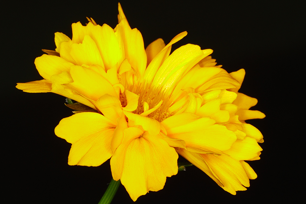 Coreopsis