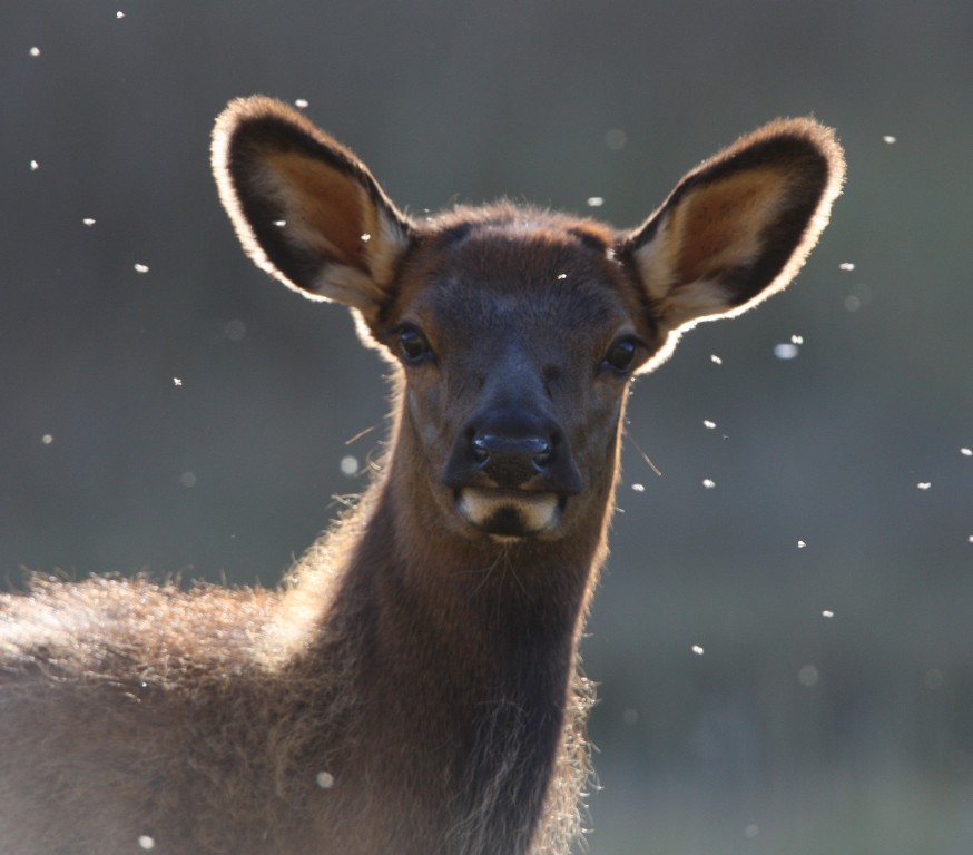 Elk Calf