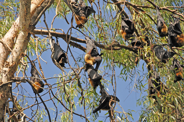 Singing Bats