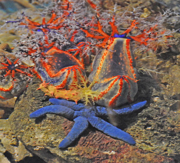 Blue Star Fish and Colorful Coral