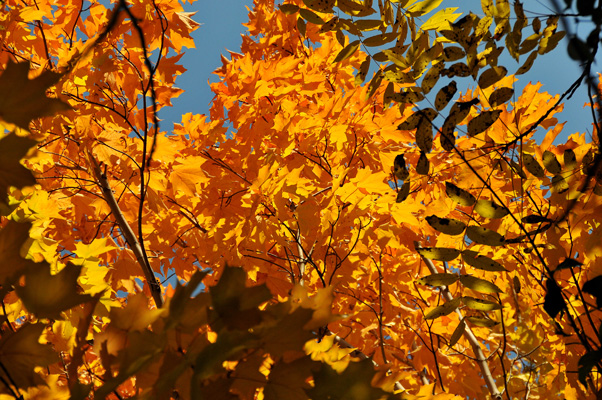 Lovely Orange Leaves