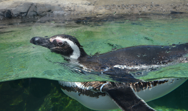 One of 12 Magellanic Penguins