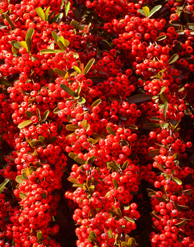 Pyracantha berries in season.