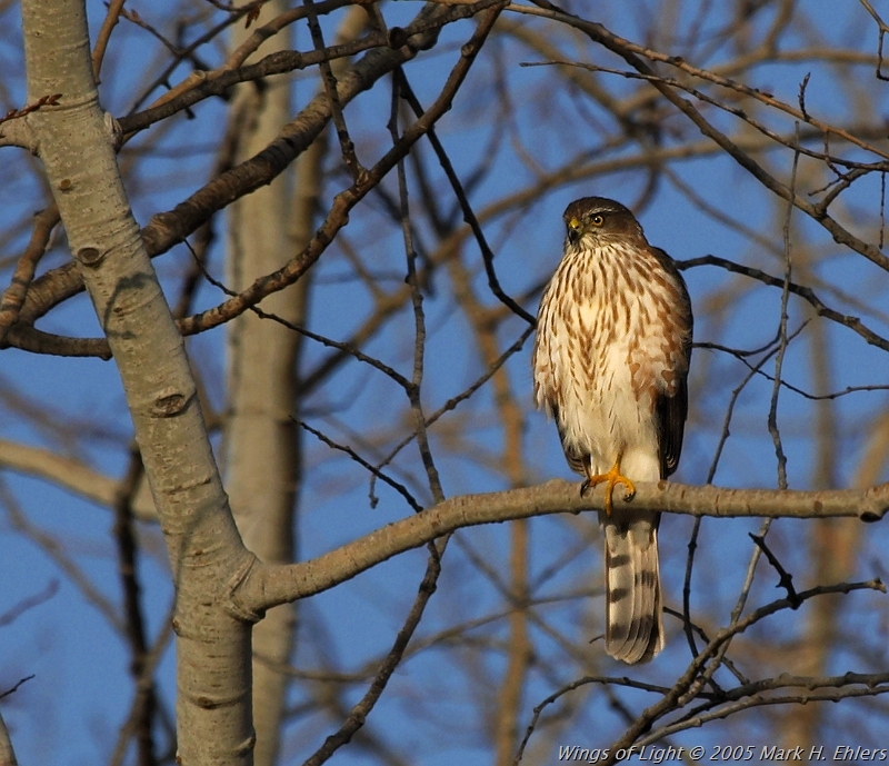 Coopers Hawk