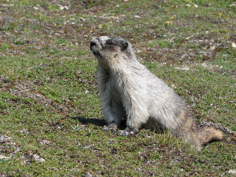 IMG_2706 Marmotte_1.JPG