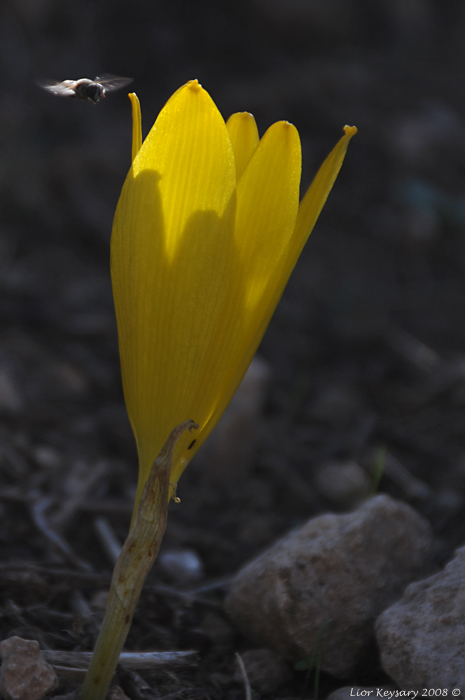 Sternberg Clusiana_8942
