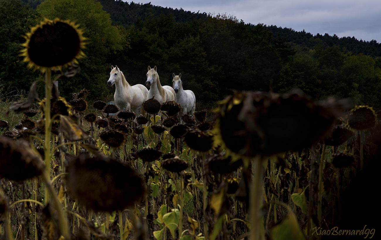12.Country of Old VOLCANOS.In rest in a Field