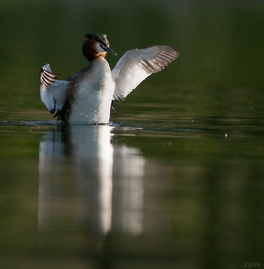 FATHER as SWAN