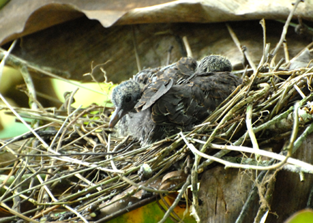 Gray-chested Dove chicks, Selva Bananito, 11/02/2008