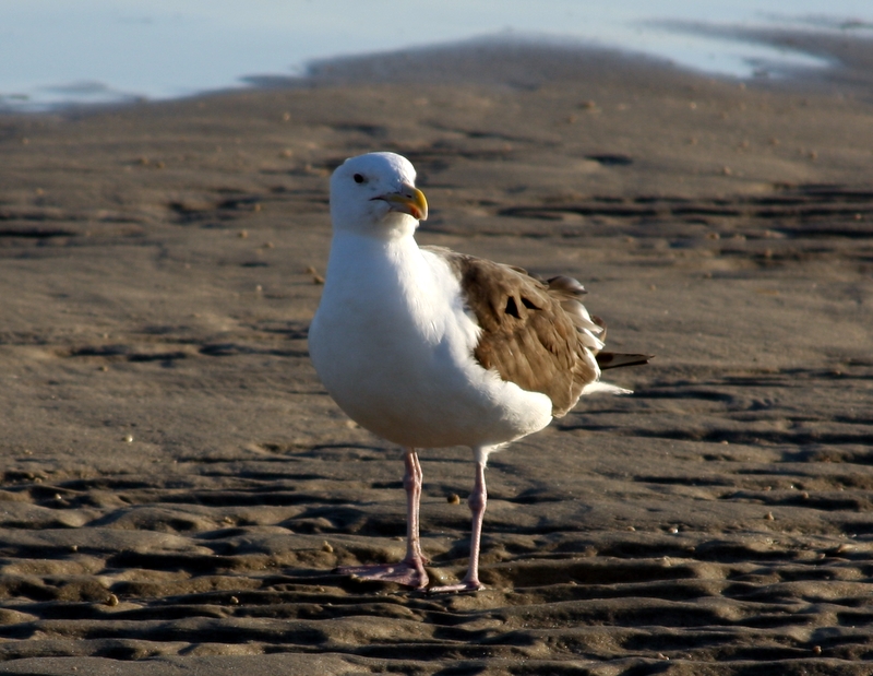 Curious gull