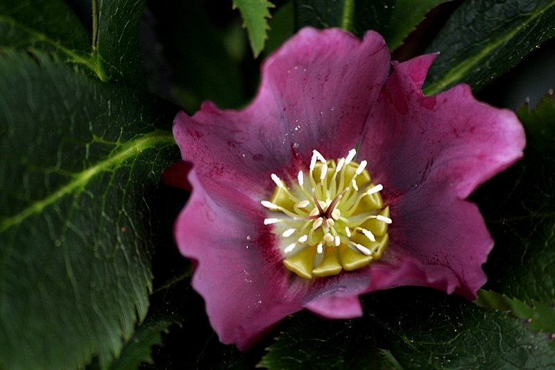 Helleborus