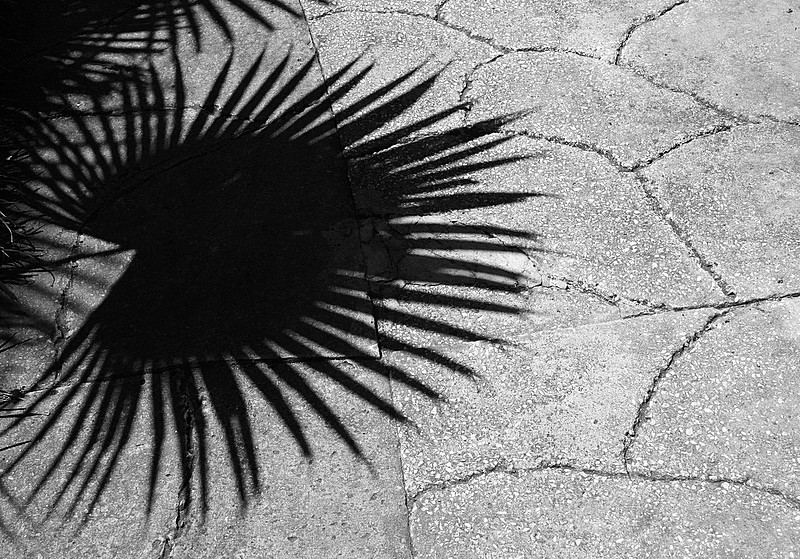 Palm shadow