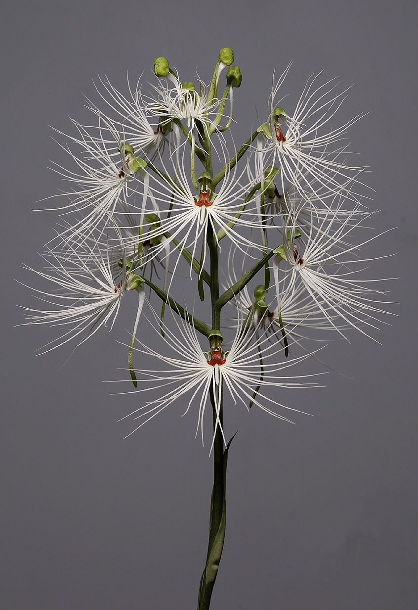 Habenaria medusa.