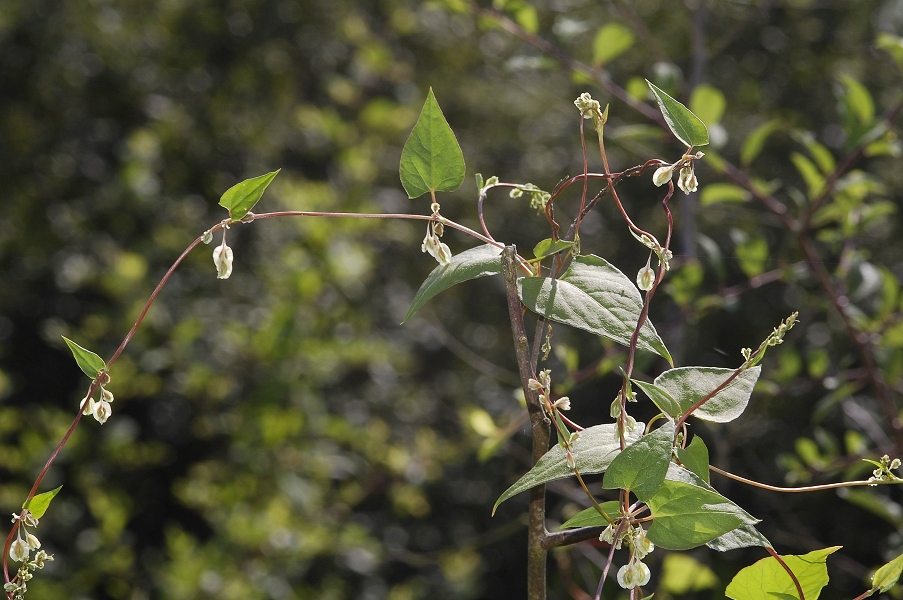 Fallopia convolvulus