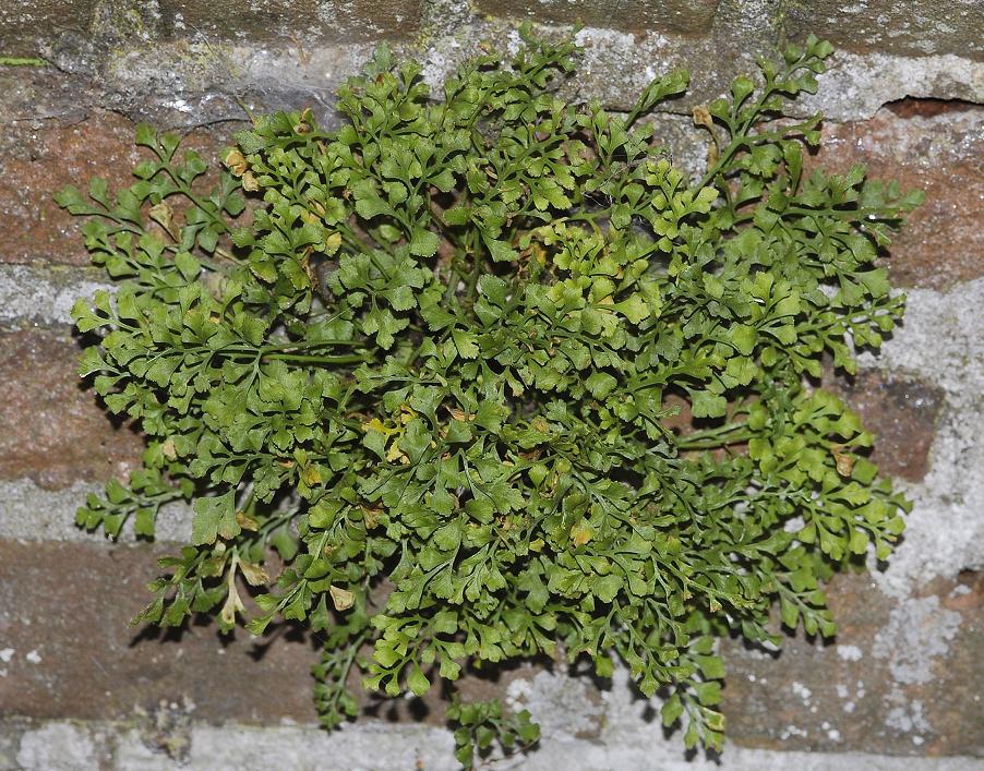 Asplenium ruta-muraria.