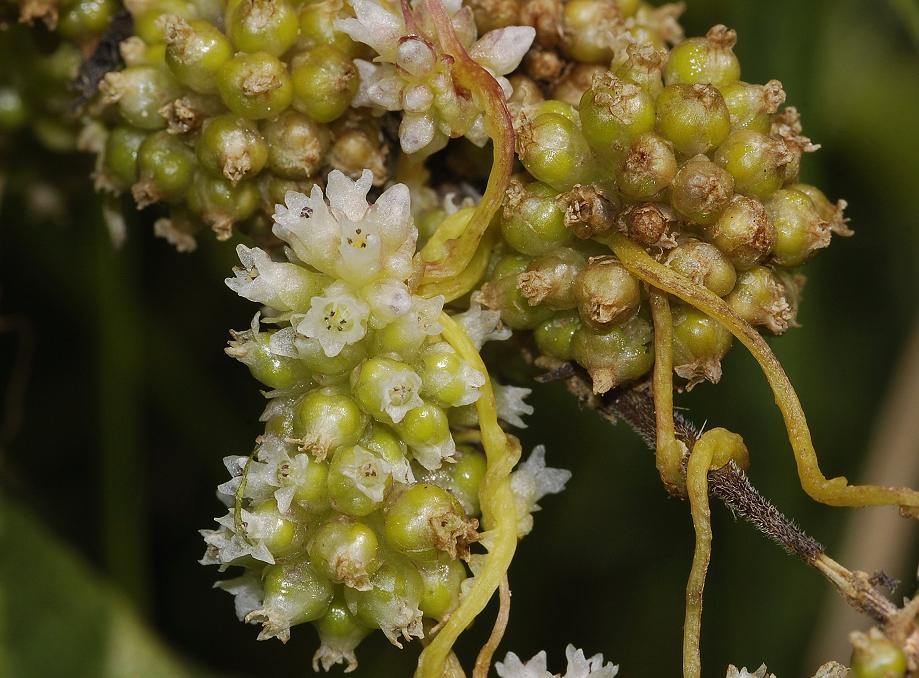 Cuscuta europaea. Setting fruit.