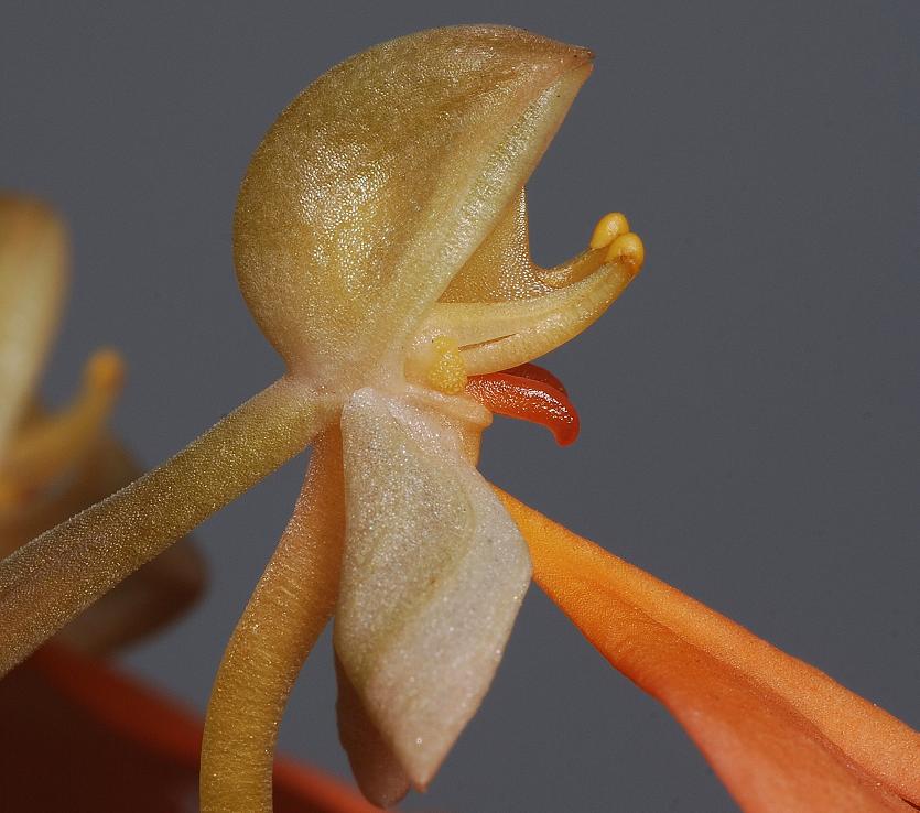 Habenaria rhodocheila, Side close-up.