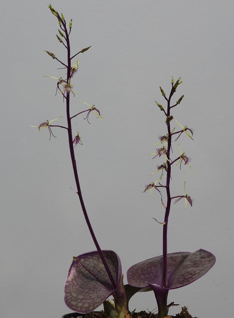 Liparis purpureoviridis.