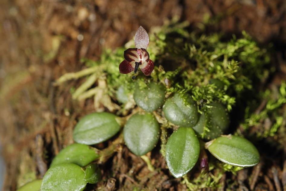 Anathallis nanifolia.