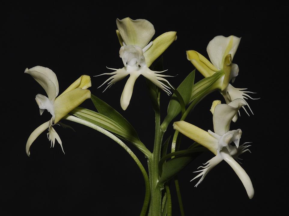 Pecteilis susannae.