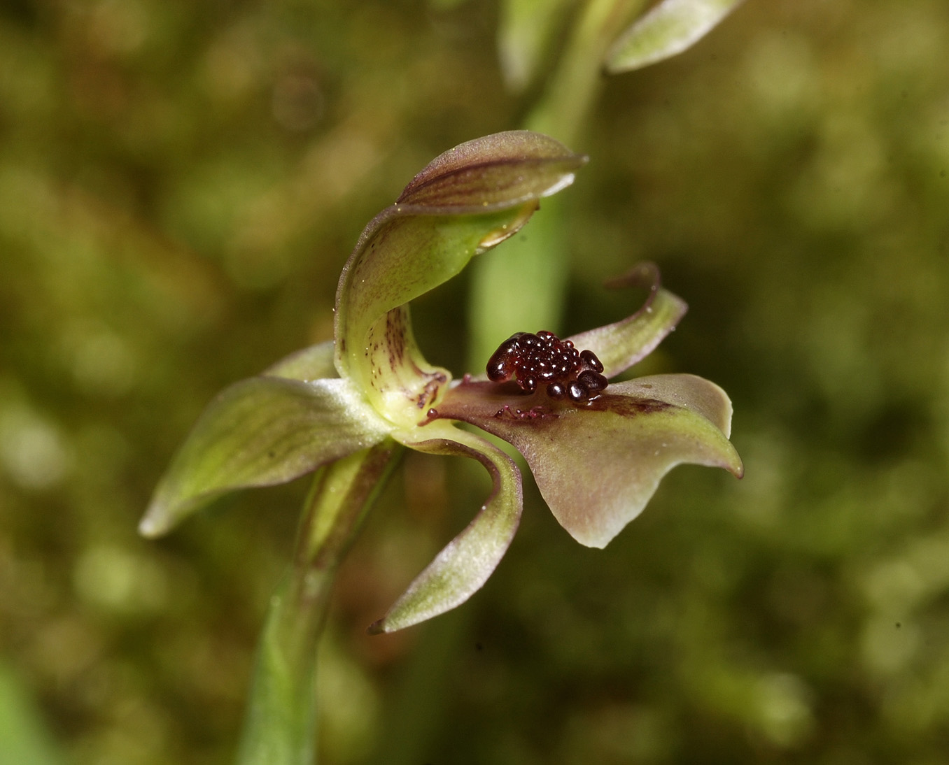 Chiloglottis trapeziformis. Close-up.