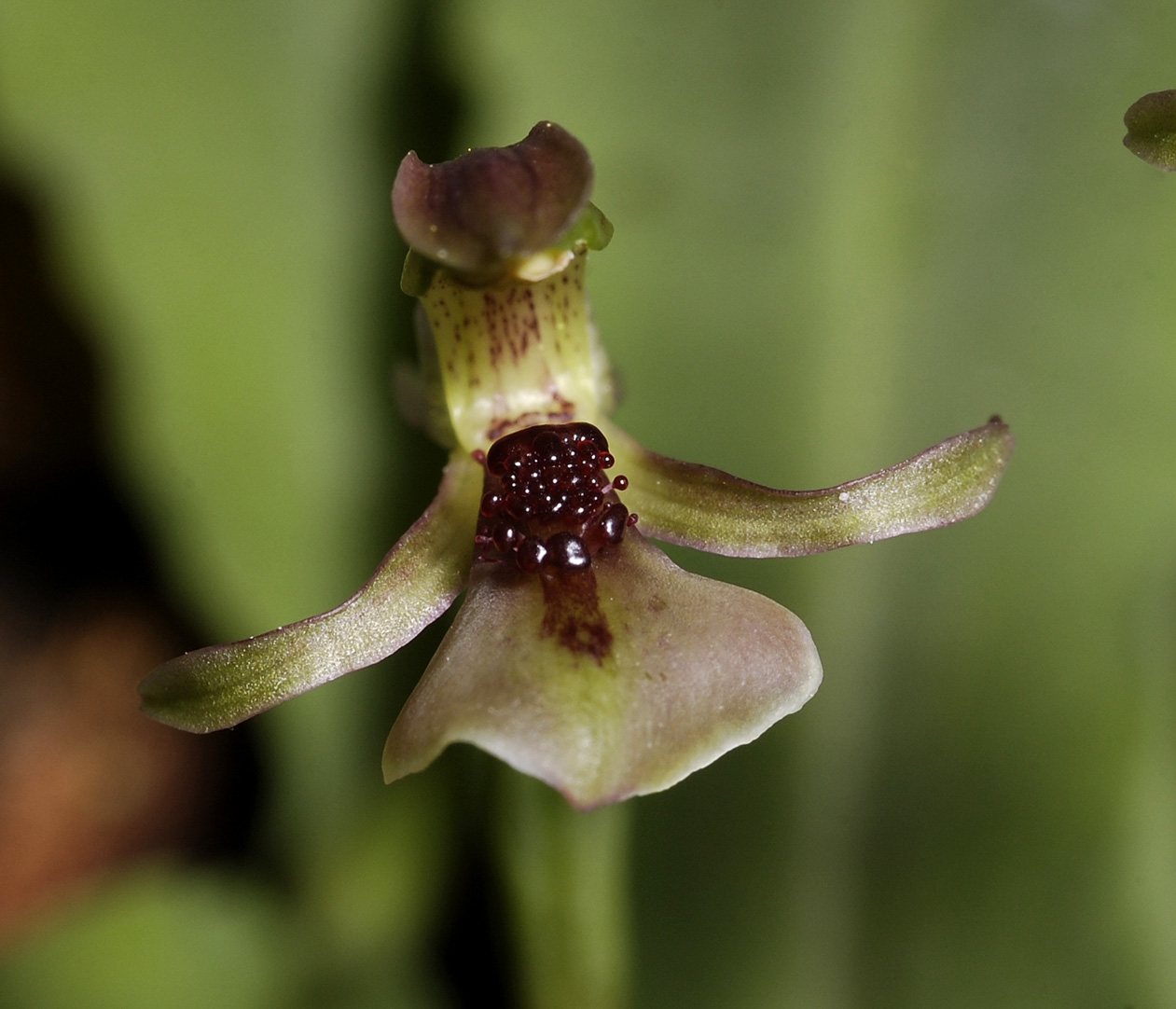 Chiloglottis trapeziformis. Close-up front.