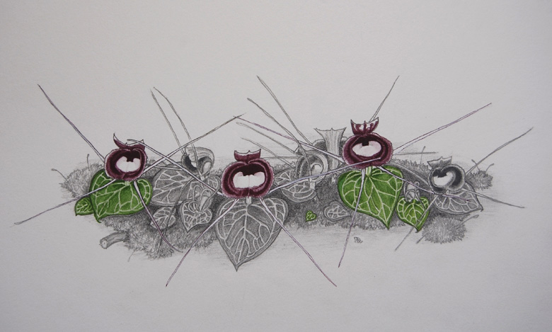 Corybas pictus. Painting.