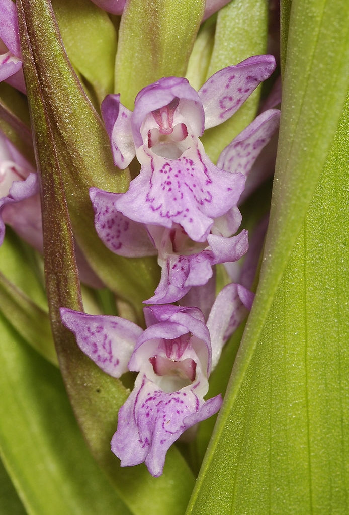Dactylorhiza incarnata. Close-up.