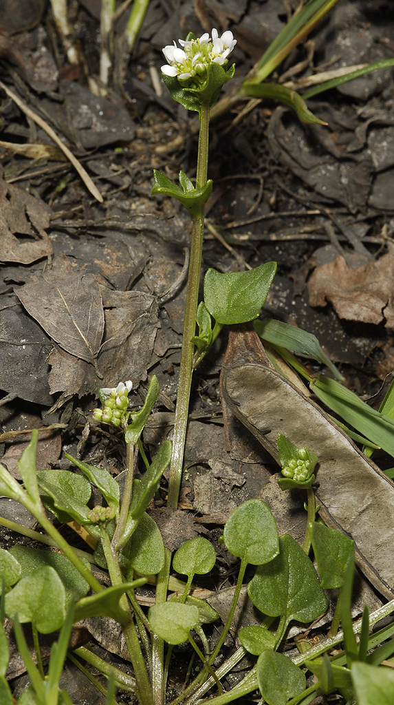 Cochlearia danica. Showing details.