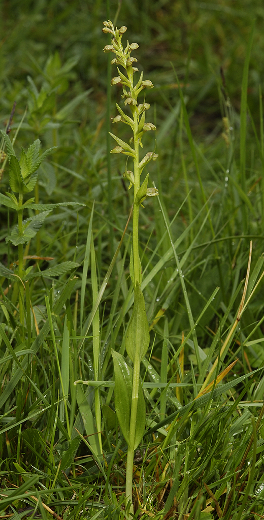 Dactylorhiza viridis.