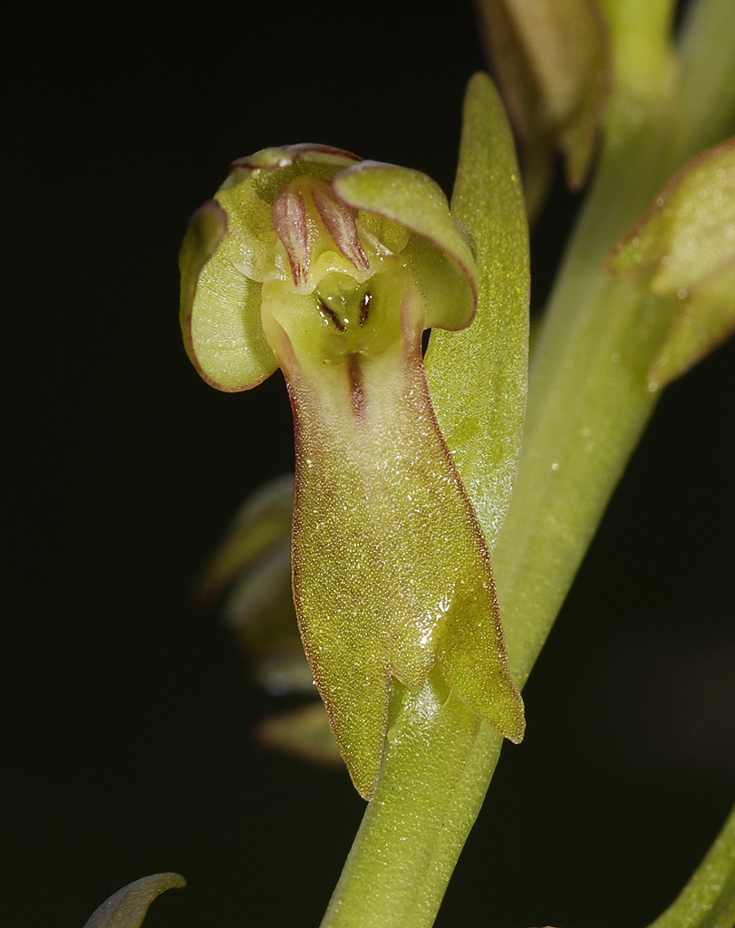 Dactylorhiza viridis. Close-up.