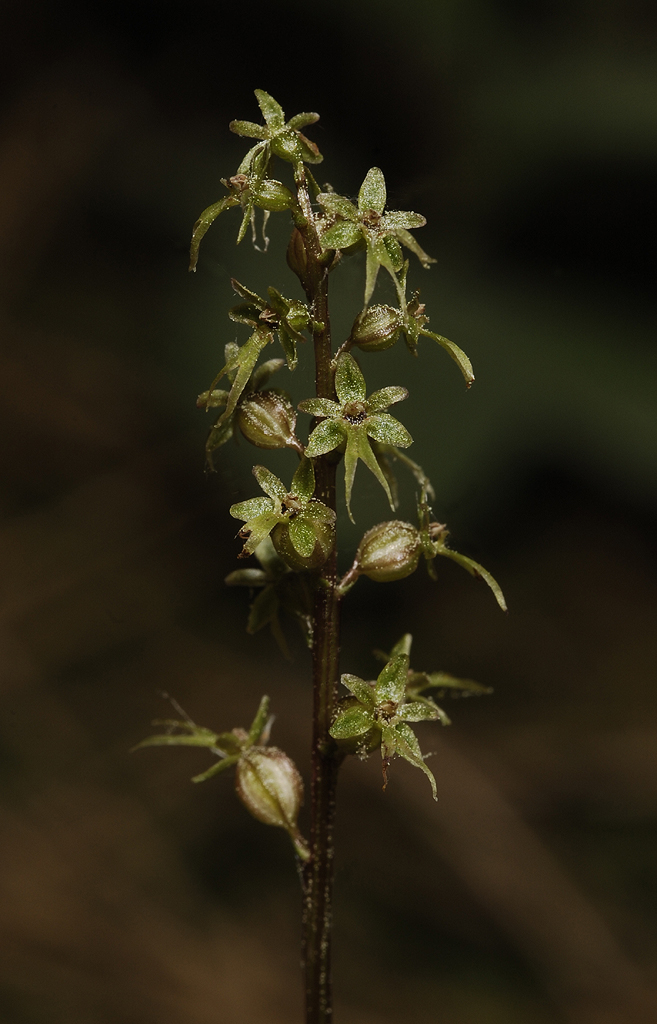 Neottia cordata. Closer.