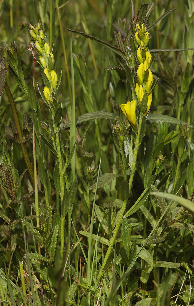Genista tinctoria.