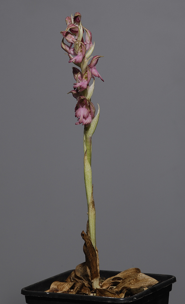 Anacamptis sancta