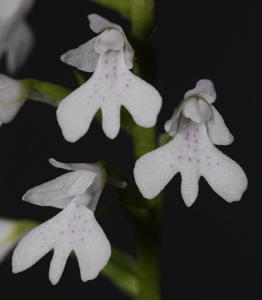 Stenoglottis woodii. Close-up.