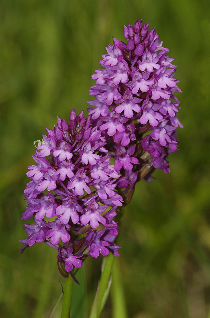 Anacamptis pyramidalis. Two spikes.