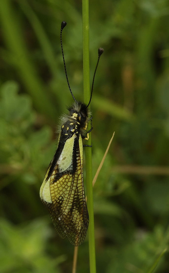 Ascalaphus libelluloides resting.