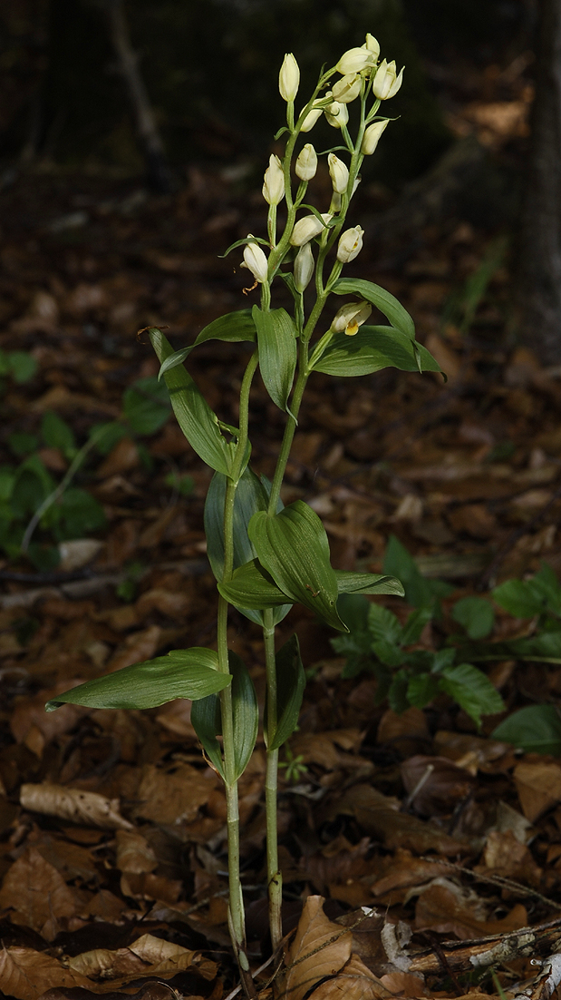 Cephalanthera damasonium.