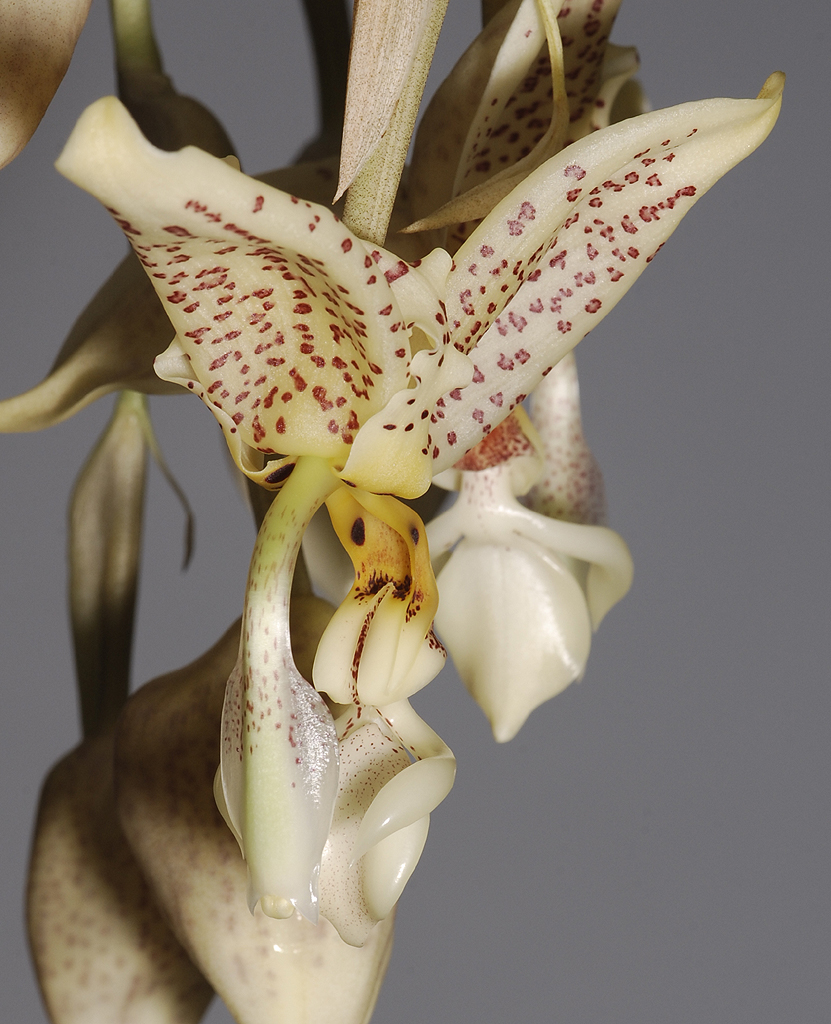 Stanhopea oculata. Close-up front.
