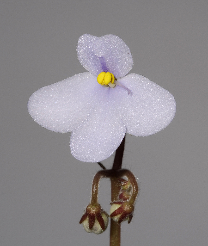 Saintpaulia diplotricha.