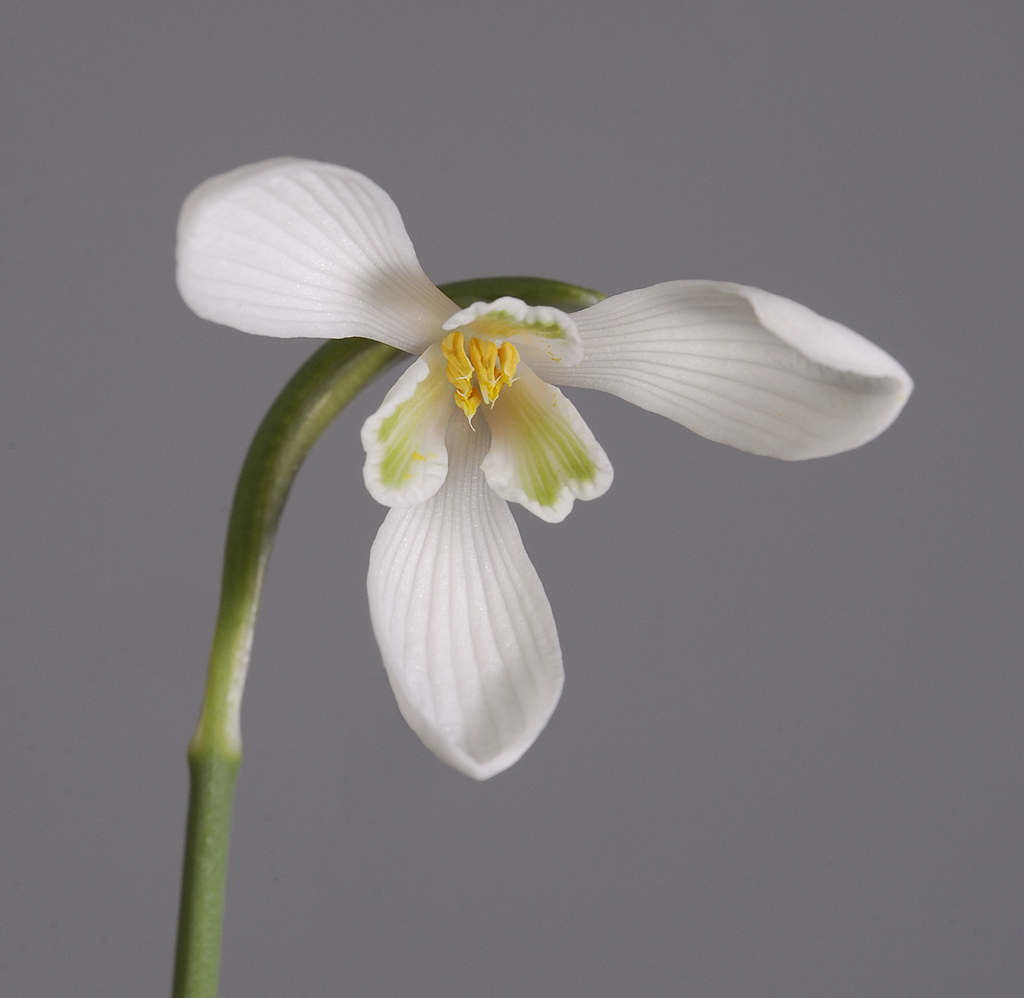 Galanthus reginae-olgae. Close-up from below.
