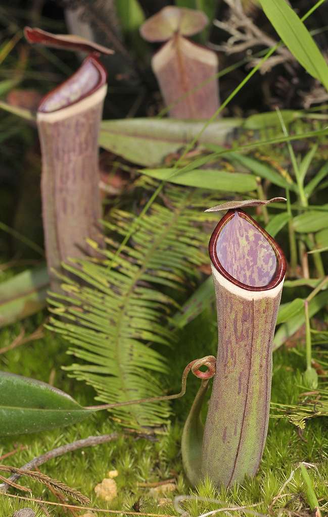 Nepenthes albomarginata multiple pitchers.