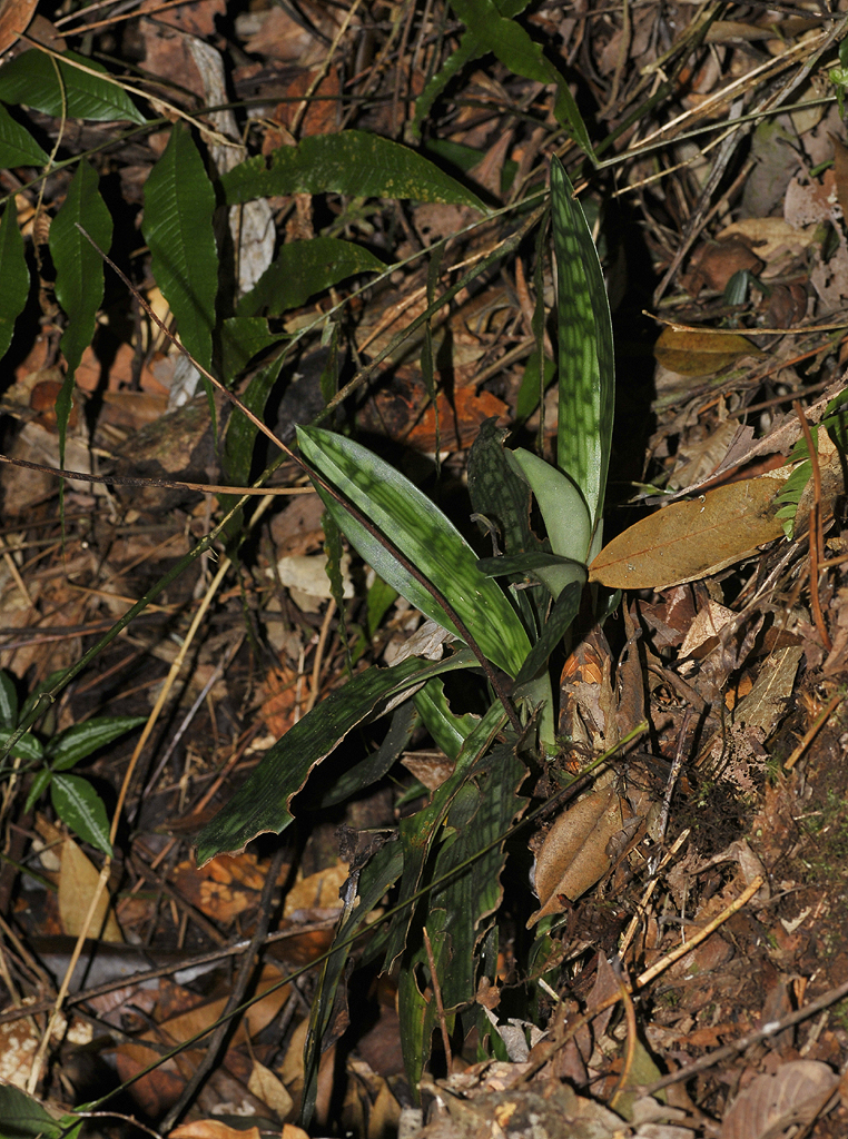Paphiopedilum barbatum. Once thought to be exctinct on Penang but clearly is not.